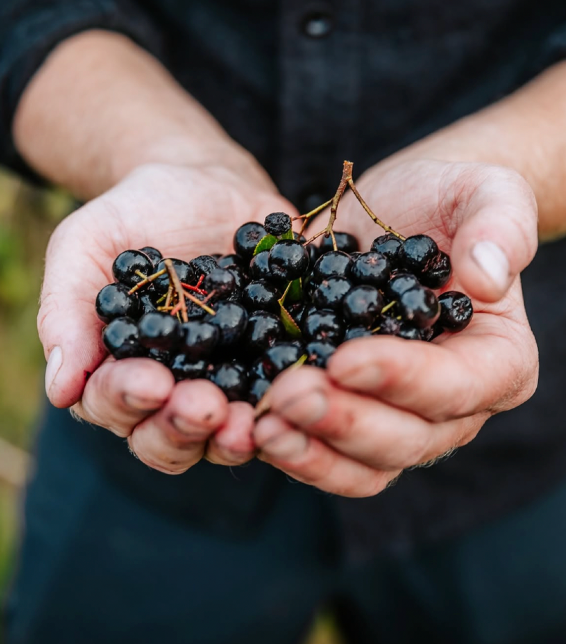 Energy Sports Gel with aronia berries